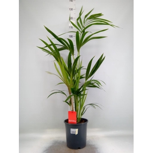 Howea forsteriana