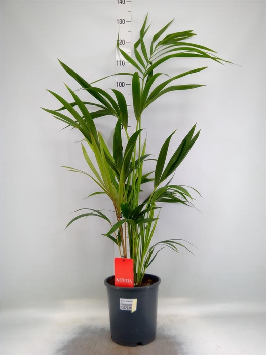 <h4>Howea forsteriana</h4>