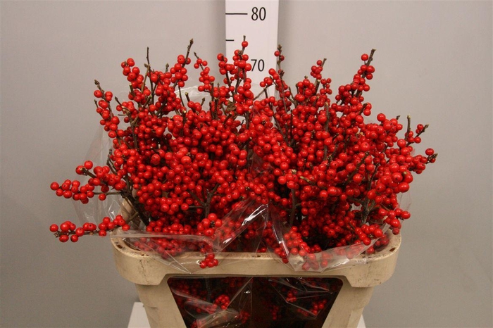 <h4>Ilex Ve Rode Bes</h4>