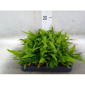 Asplenium antiquum