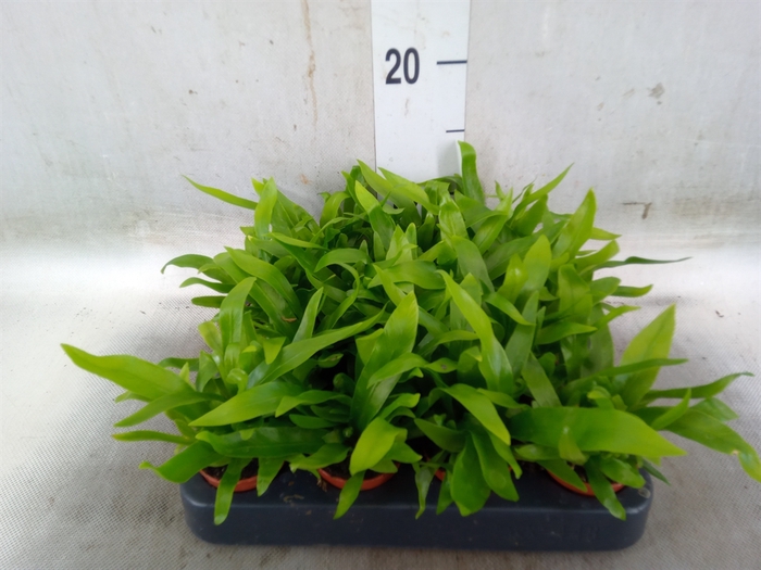 <h4>Asplenium antiquum</h4>