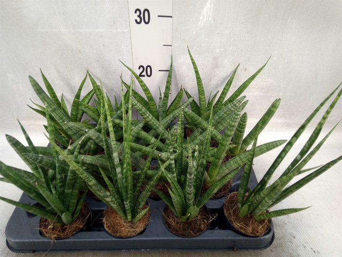 Sansevieria cyl.  ...