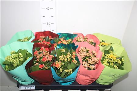 <h4>Kal Ge Gem 5 Kl 12cm Pot Tisento</h4>