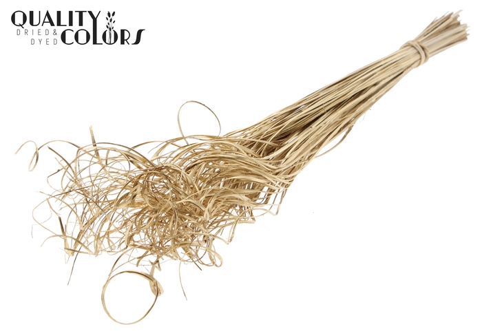 Palm Curly TT 100pc per bunch Antique Gold