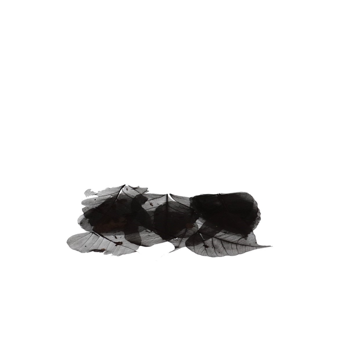 <h4>Dried articles Skeletonleaf x200</h4>