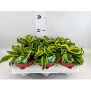 Dracaena frag. 'Tornado'