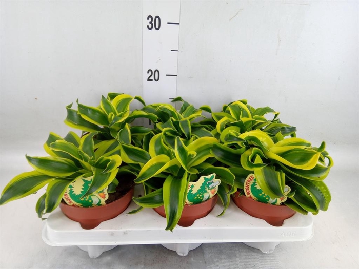 <h4>Dracaena frag. 'Tornado'</h4>