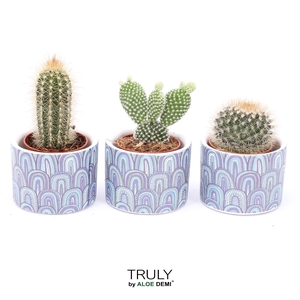 TRULY Cactus, Wave