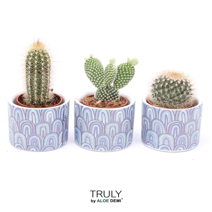 <h4>TRULY Cactus, Wave</h4>