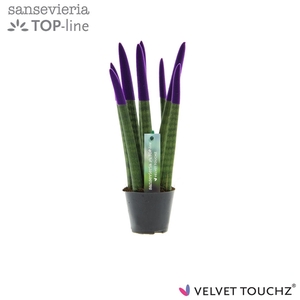 Sansevieria VELVET TOUCHZ® Paars