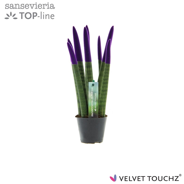 <h4>Sansevieria VELVET TOUCHZ® Paars</h4>