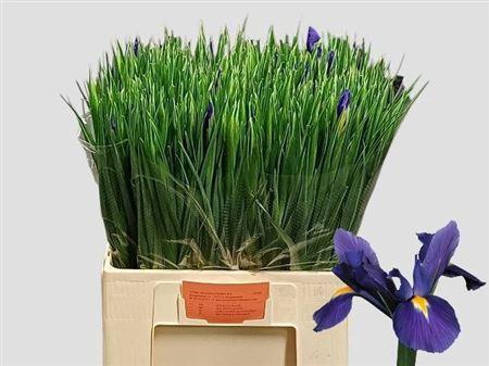 <h4>Iris Blue Magic</h4>