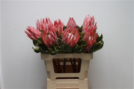 <h4>Protea Cynaroides Clare</h4>