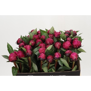 Paeonia Red Sarah Bernhardt