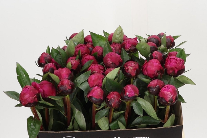 Paeonia Red Sarah Bernhardt