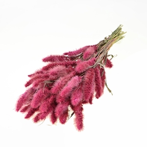 Setarea Sugar Pink