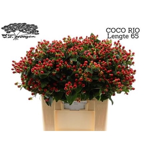 Hyp Coco Rio Vertakt Ex