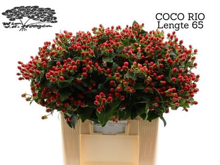 <h4>Hyp Coco Rio Vertakt Ex</h4>