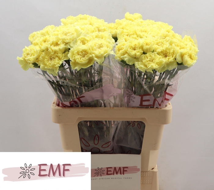 <h4>DI ST BELLO+</h4>