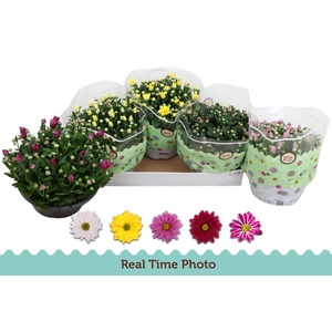 CHRYS GEM 5 KL