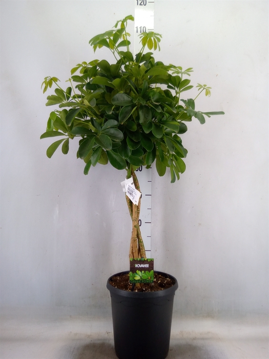 <h4>Schefflera arbor. 'Compacta'</h4>