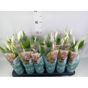 Spathiphyllum  'Pearl Cupido'