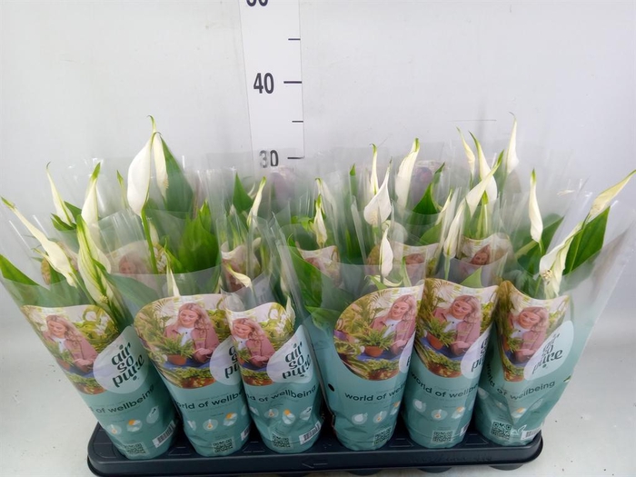 <h4>Spathiphyllum 'Pearl Cupido'</h4>