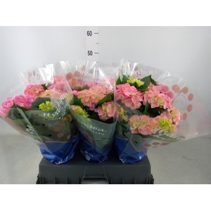 Hydrangea mac. 'Sarena'