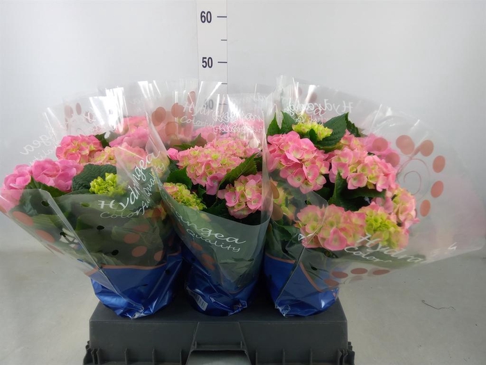 <h4>Hydrangea mac. 'Sarena'</h4>