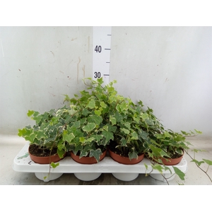 Hedera   ...variegated