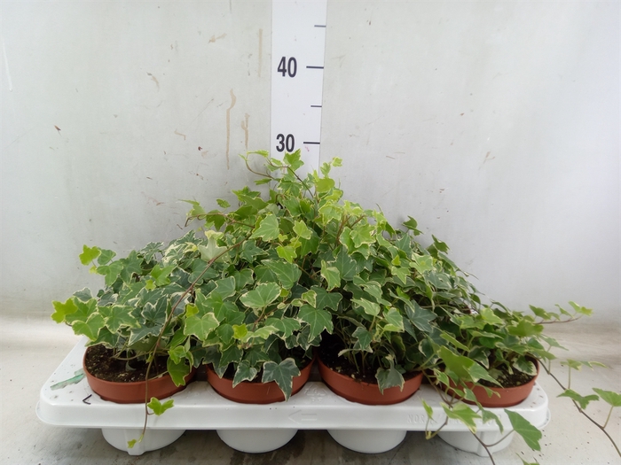 <h4>Hedera   ...variegated</h4>
