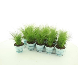 Stipa tenuissima ColorGrass Pony Tails 10,5Ø 20cm