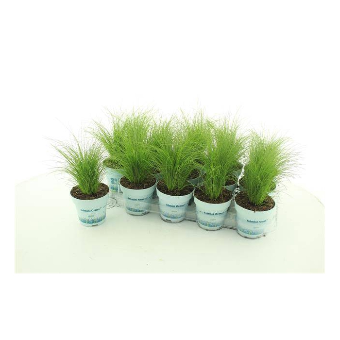 <h4>Stipa tenuissima ColorGrass Pony Tails 10,5Ø 20cm</h4>