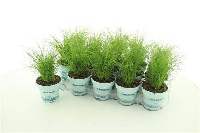 Stipa tenuissima ColorGrass Pony Tails 10,5Ø 20cm