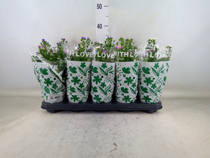 <h4>Aster n-b   ...</h4>