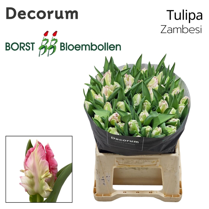 <h4>Tulipa Zambesi</h4>