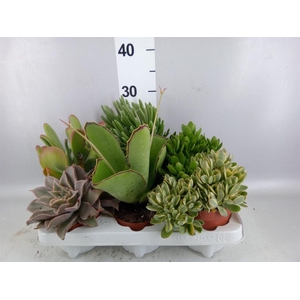 Succulents   ...