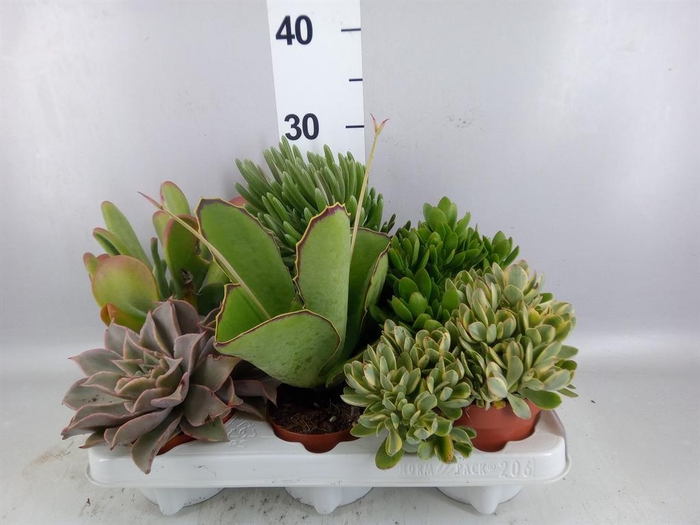 <h4>Succulents ...</h4>