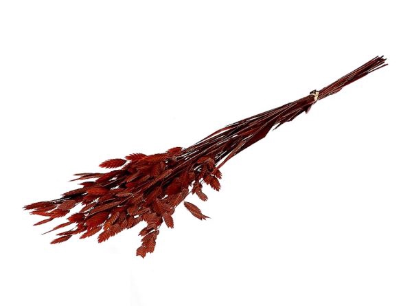 Bunch Chasmantium Pres. 80g L70