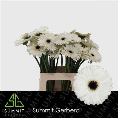 <h4>Ge Gr White House</h4>