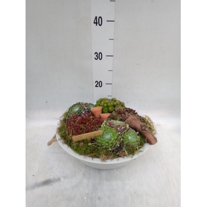 Arr.  Sempervivum L%