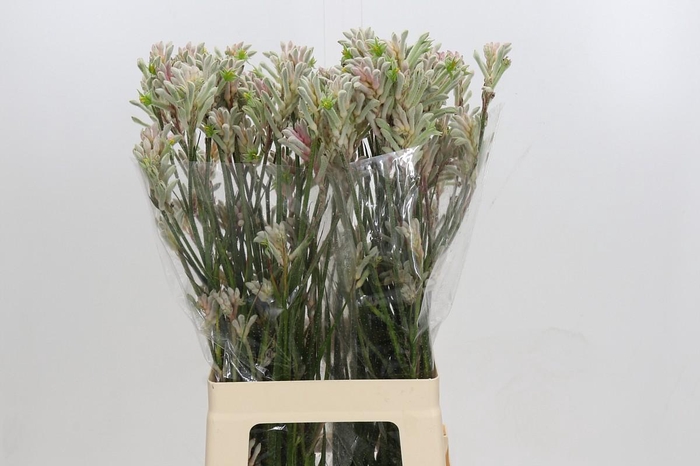 <h4>Anigozanthos Bush Diamond</h4>