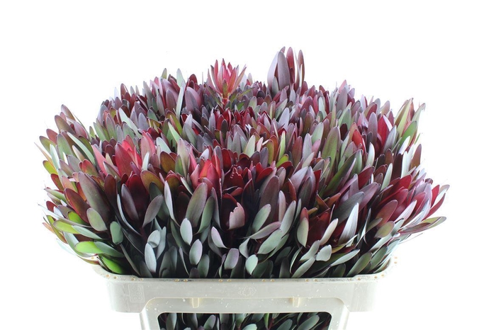 <h4>Leucad Saf Sunset</h4>