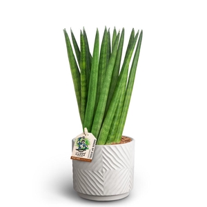 SANSEVIERIA CYLINDRICA P10 DUNE SPATH