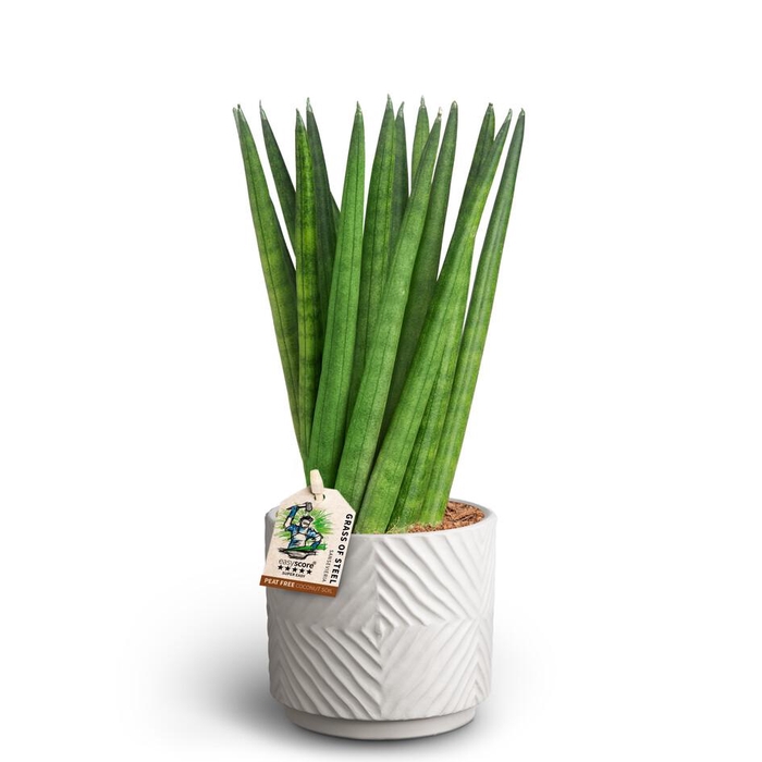 <h4>SANSEVIERIA CYLINDRICA P10 DUNE SPATH</h4>