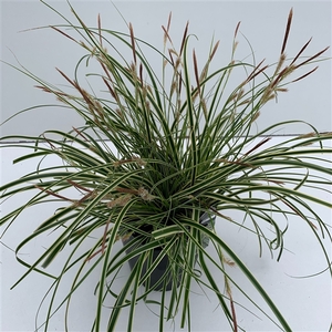 Carex 'Evercream'