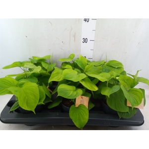 Philodendron   ...