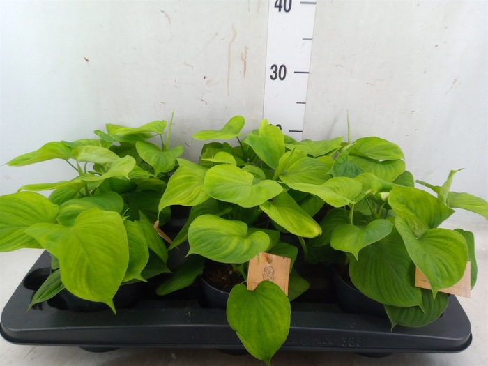 <h4>Philodendron   ...</h4>