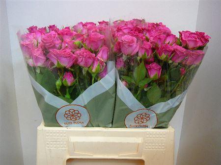 <h4>R Tr Lianne</h4>