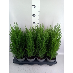 Juniperus chinensis 'Stricta'